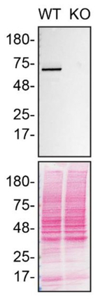 DLAT Antibody in Western Blot (WB)