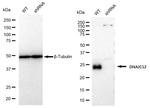 DNAJC12 Antibody