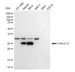 DNAJC12 Antibody in Western Blot (WB)