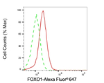 FOXO1 Antibody in Flow Cytometry (Flow)