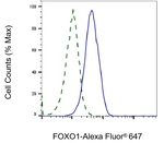 FOXO1 Antibody in Flow Cytometry (Flow)