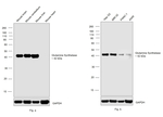 Glutamine Synthetase Antibody in Western Blot (WB)