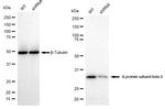 GNB2 Antibody
