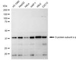 GNAQ Antibody in Western Blot (WB)