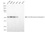GRSF1 Antibody in Western Blot (WB)