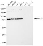 PCAF Antibody in Western Blot (WB)