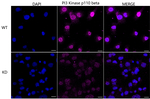 PIK3CB Antibody in Immunocytochemistry (ICC/IF)