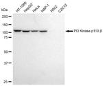 PIK3CB Recombinant Rabbit Monoclonal Antibody (23GB1035)