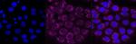 ITGB1 Antibody in Immunocytochemistry (ICC/IF)