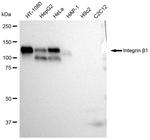 ITGB1 Antibody in Western Blot (WB)