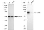 NUMB Antibody
