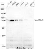 MCM7 Antibody in Western Blot (WB)