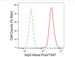 Arp2 Antibody in Flow Cytometry (Flow)