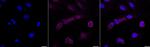 Arp2 Recombinant Rabbit Monoclonal Antibody (23GB610)