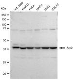 Arp2 Antibody in Western Blot (WB)
