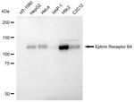 EphB4 Antibody in Western Blot (WB)