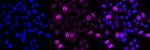 Cyclin A2 Recombinant Rabbit Monoclonal Antibody (23GB1875)