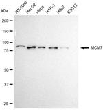 MCM7 Antibody in Western Blot (WB)