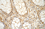 Alpha-Smooth Muscle Actin Antibody in Immunohistochemistry (Paraffin) (IHC (P))