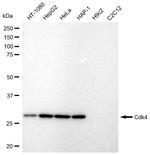 CDK4 Recombinant Rabbit Monoclonal Antibody (23GB745)