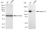ITGA5 Antibody