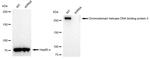 CHD3 Antibody