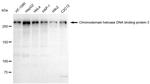 CHD3 Antibody in Western Blot (WB)