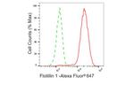 Flotillin 1 Antibody in Flow Cytometry (Flow)