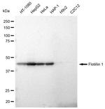 Flotillin 1 Antibody in Western Blot (WB)