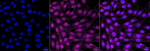 Phospho-AKT1 (Ser129) Antibody in Immunocytochemistry (ICC/IF)