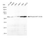 Phospho-AKT1 (Ser129) Antibody in Western Blot (WB)