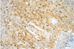 pro-Caspase 3 Antibody in Immunohistochemistry (Paraffin) (IHC (P))