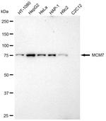 MCM7 Antibody in Western Blot (WB)