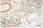 Alpha-Smooth Muscle Actin Antibody in Immunohistochemistry (Paraffin) (IHC (P))