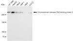 CHD3 Antibody in Western Blot (WB)