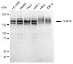 EHMT2 Antibody in Western Blot (WB)