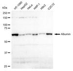 Albumin Recombinant Rabbit Monoclonal Antibody (23GB1680)