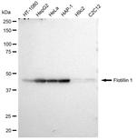 Flotillin 1 Antibody in Western Blot (WB)