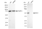 RING1 Antibody