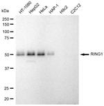 RING1 Antibody in Western Blot (WB)