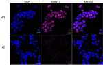 EHMT2 Antibody in Immunocytochemistry (ICC/IF)