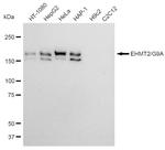 EHMT2 Recombinant Rabbit Monoclonal Antibody (23GB820)