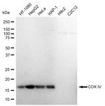 COX4 Recombinant Rabbit Monoclonal Antibody (23GB775)