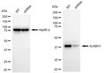 ABH1 Antibody