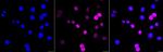 Cyclin D1 Recombinant Rabbit Monoclonal Antibody (23GB735)