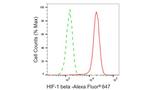 HIF-1 beta Antibody in Flow Cytometry (Flow)