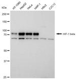 HIF-1 beta Antibody in Western Blot (WB)