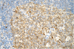 Caspase 3 Antibody in Immunohistochemistry (Paraffin) (IHC (P))