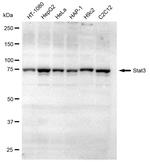 STAT3 Recombinant Rabbit Monoclonal Antibody (23GB990)
