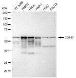 CD147 Antibody in Western Blot (WB)
